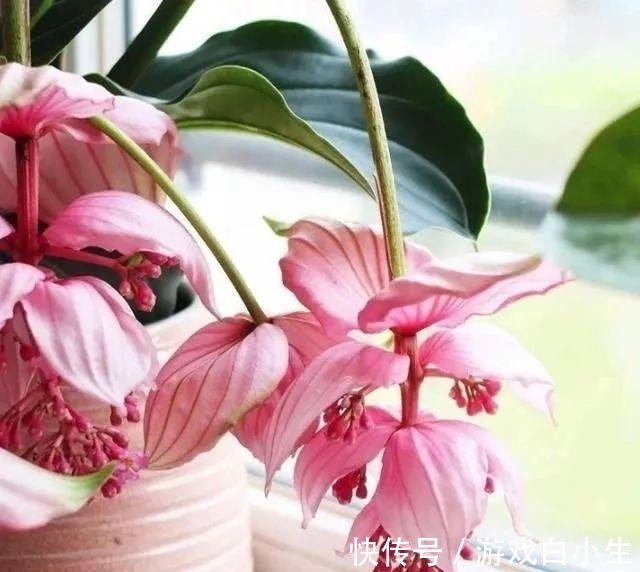 菖蒲的养殖方法