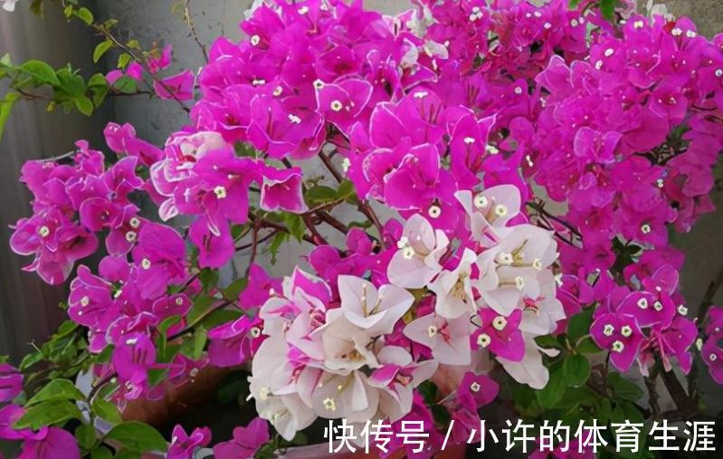 广东万年青扦插：繁殖技巧与养护指南