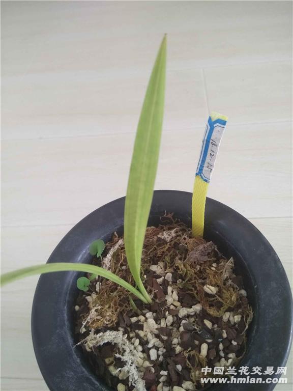 木本绣球什么季节扦插？掌握最佳时机，养出繁茂佳株