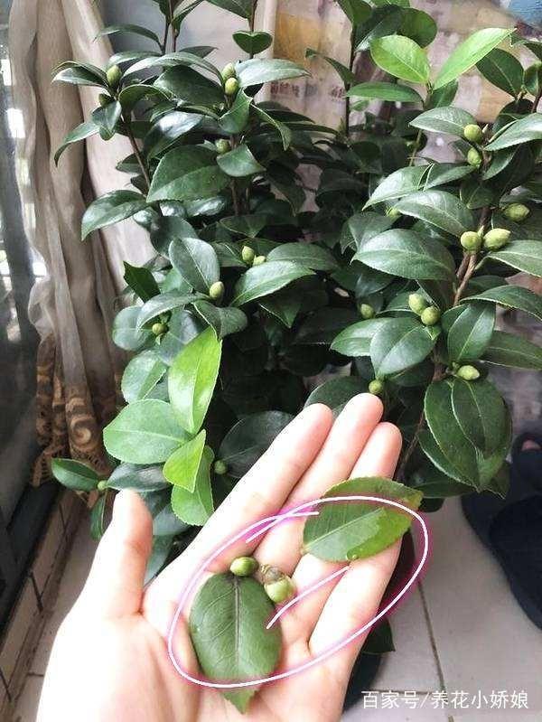 水培碧玉的养殖方法