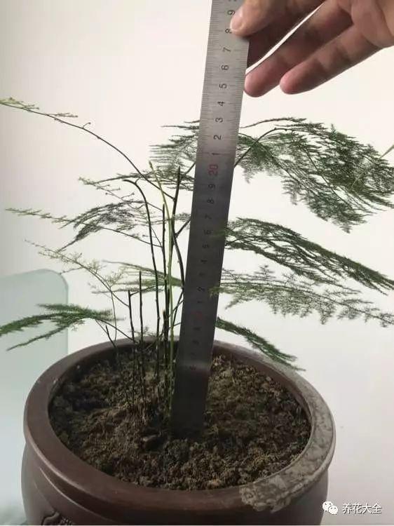 美人菊花的养殖方法