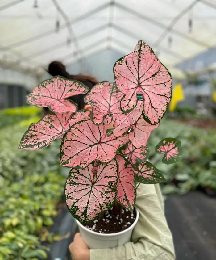 家庭石斛种植方法视频：轻松掌握养护技巧