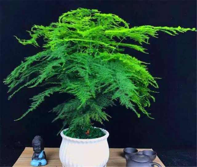 铁线莲的繁殖方法：详尽指南与技巧