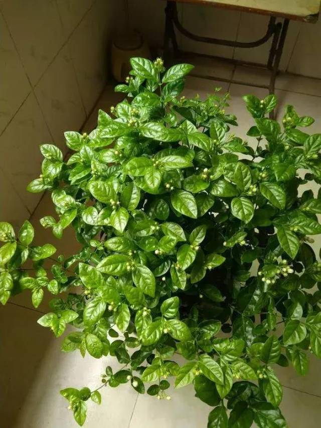 金针菇的种植方法：家庭种植指南