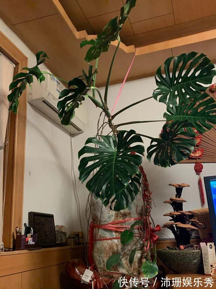 母猪便秘的治疗方法：科学应对，保障猪群健康