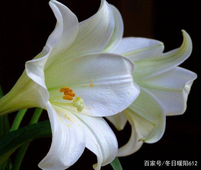 荔枝籽盆栽：种植与养护指南