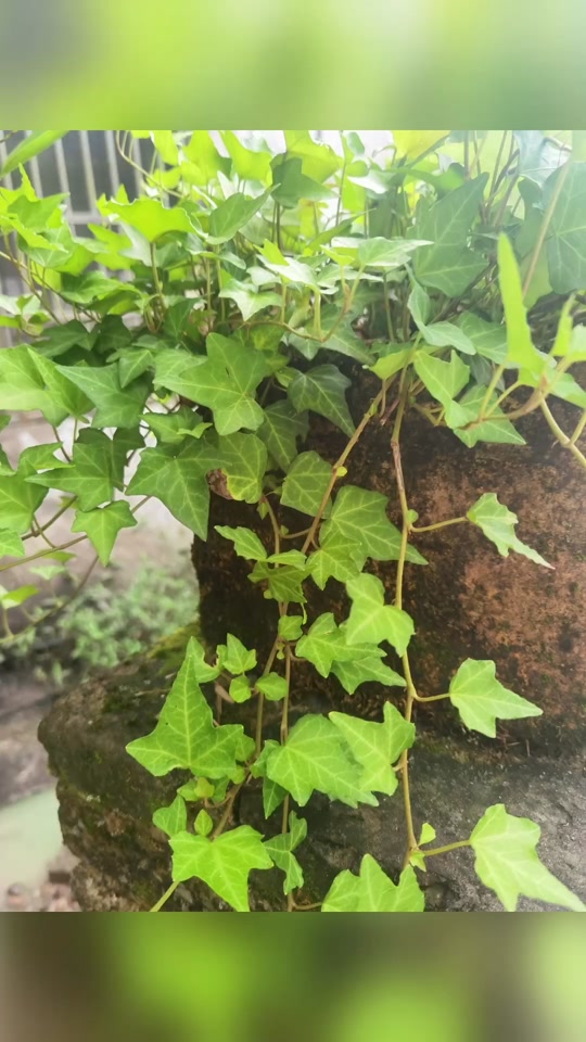 斗鸡养殖方法：全方位指南