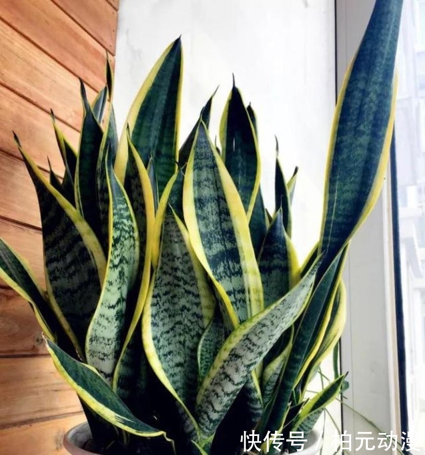 大葱种植时间和方法：掌握要领，丰收在望