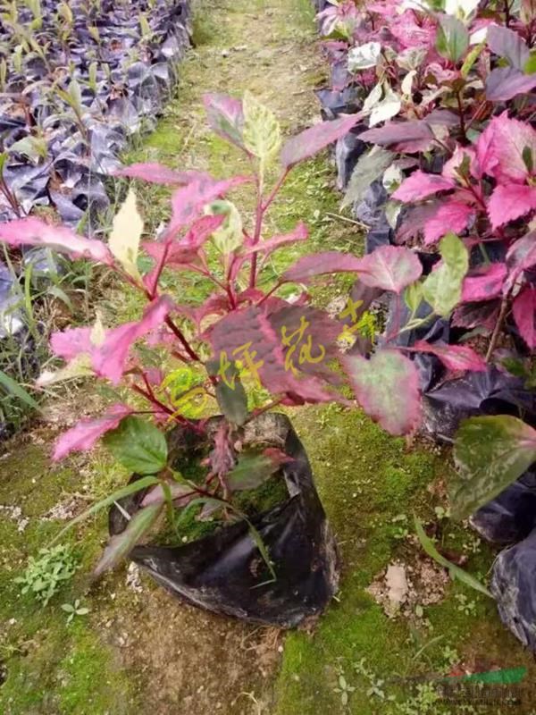 多肉植物的养殖方法