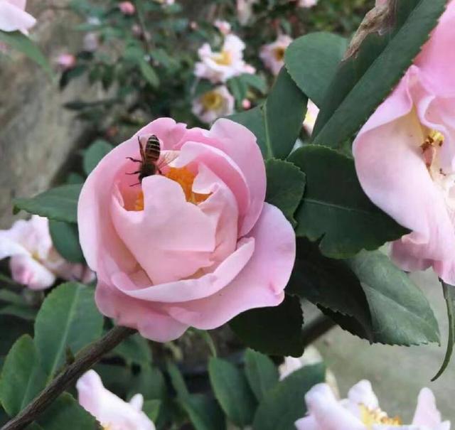 菊花的水里扦插：掌握技巧，轻松繁殖