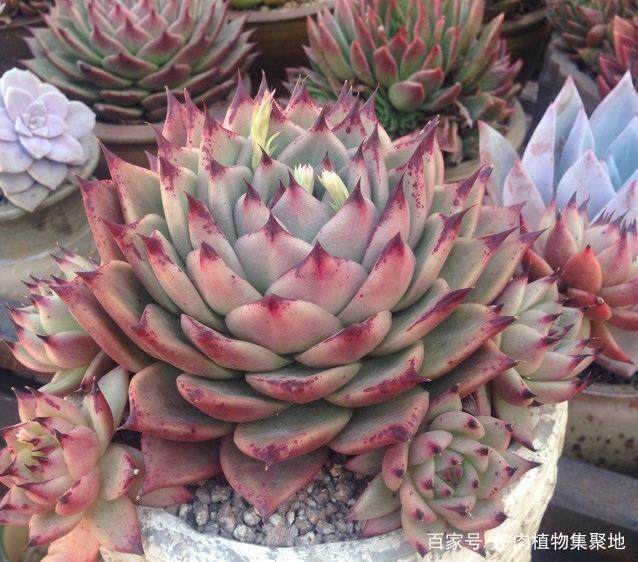 盆栽火棘的养殖方法