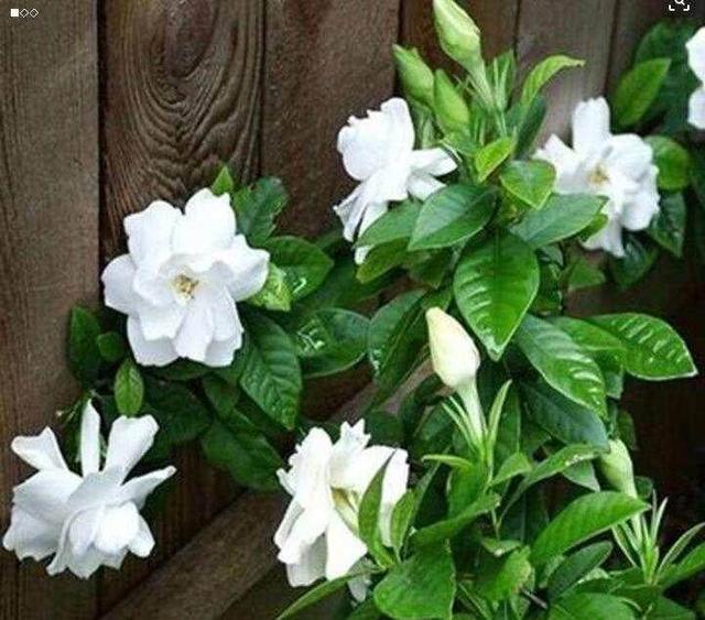 水仙花的养殖方法：水培指南