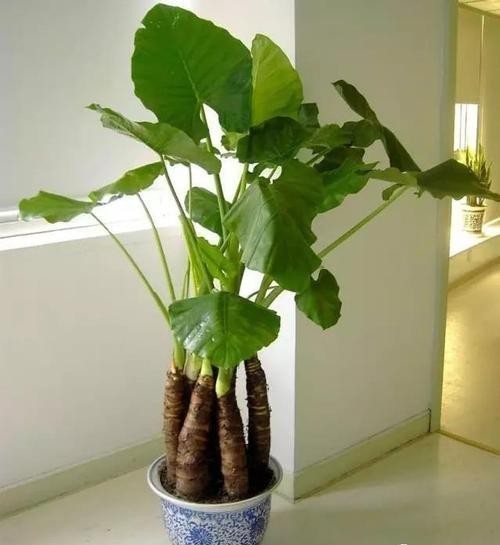 # 水果黄瓜的种植方法