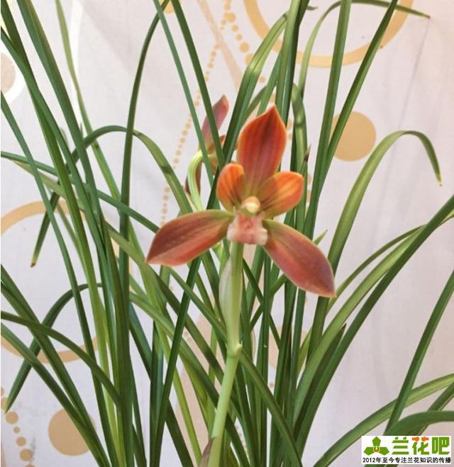 # 水果黄瓜的种植方法 # 水果黄瓜的种植方法