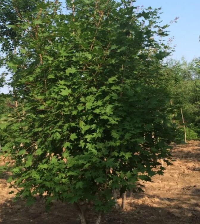 四季桂花的养殖方法