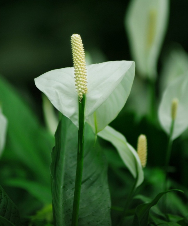 梅花繁殖方法