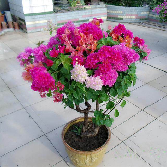 百香果家里种植方法：打造私人热带果园