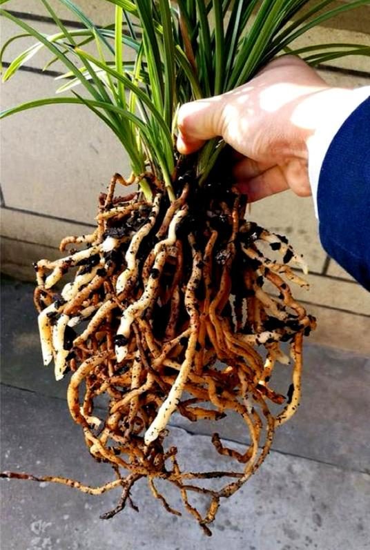 紫吊兰的扦插：繁殖新植株的详细指南