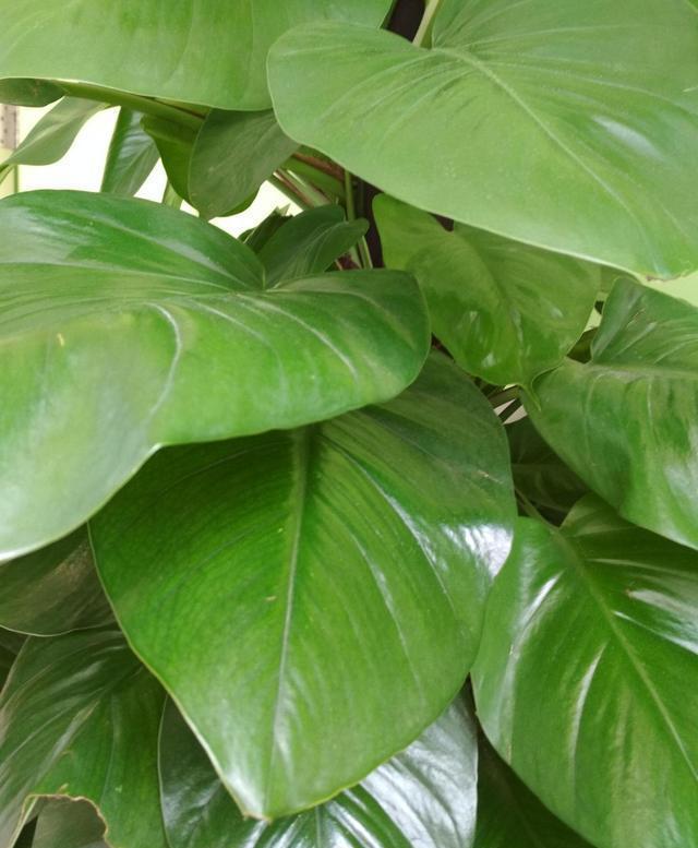 非洲茉莉的养殖方法