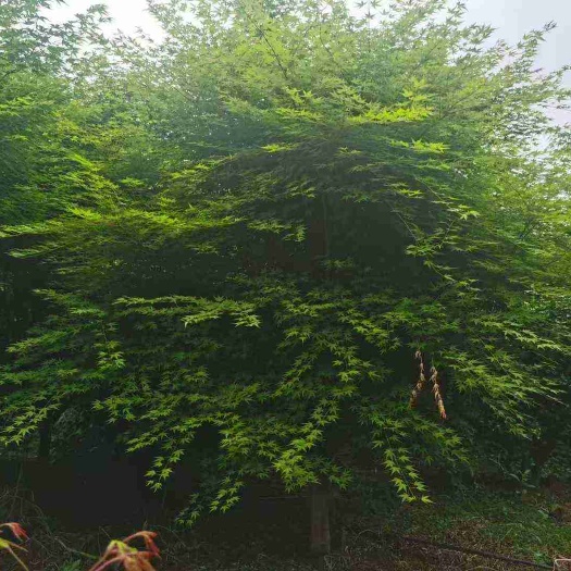 长寿花养护方法：让您的长寿花常开不败