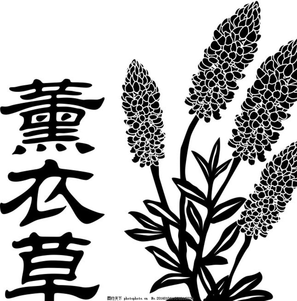芋头盆景种植方法图片：打造绿色家居新时尚