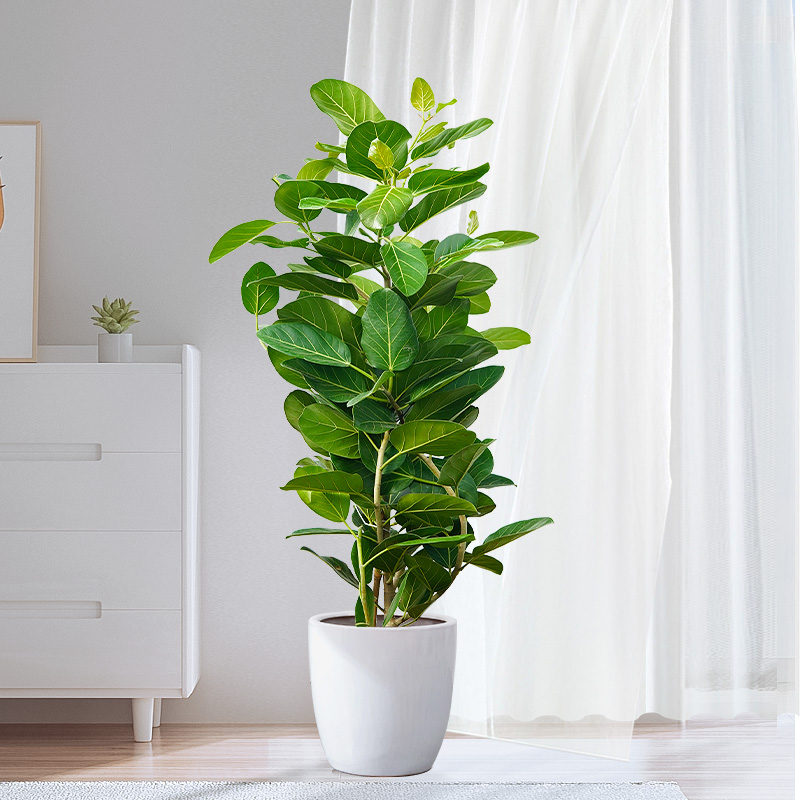 芹菜种植方法：掌握要领，轻松种植绿色佳肴