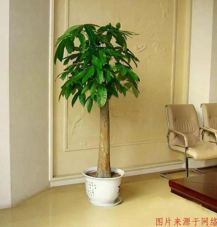 香兰的养殖方法