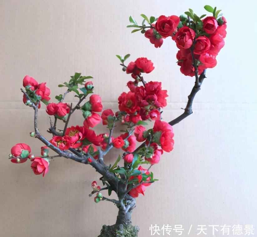 绿萝移盆方法图解：轻松掌握换盆技巧