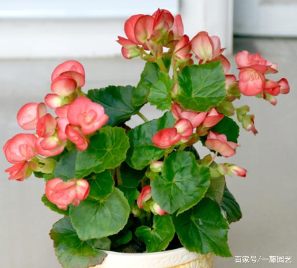 澳腊梅扦插：繁殖技巧与养护指南