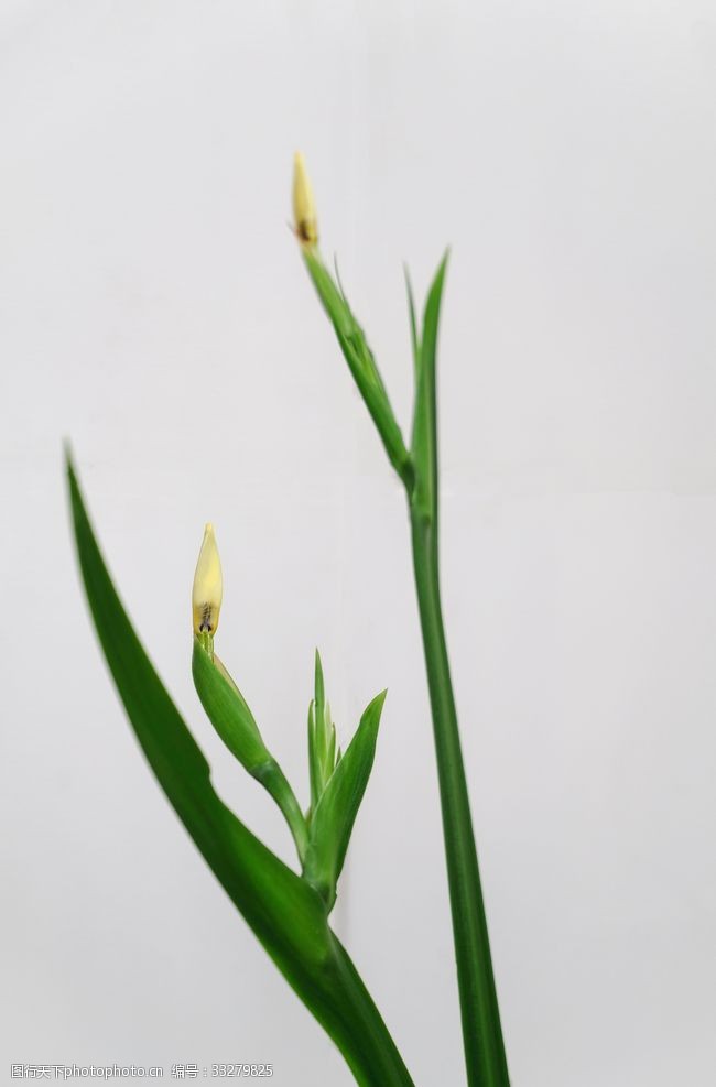 长寿花的修剪方法图解：延长花期，让花朵更繁茂