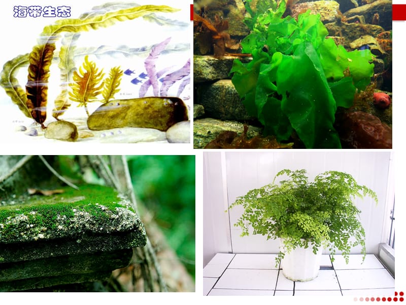 简易大棚搭建方法：低成本实现植物养殖梦想
