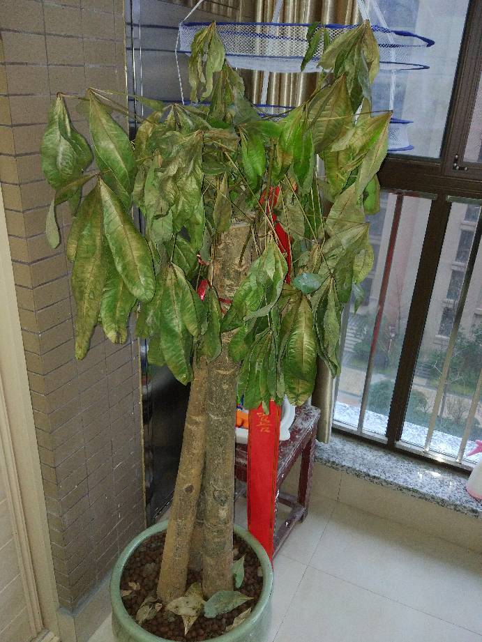 花椒树苗的种植方法：从选种到养护的全攻略