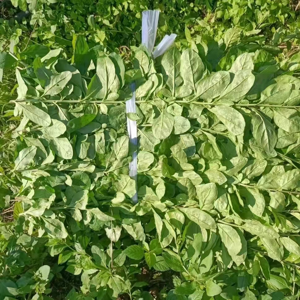 紫薇花的繁殖方法：让你的花园增添绚丽色彩