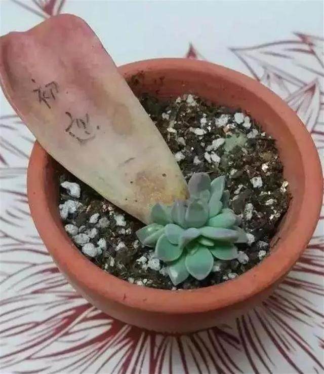 螃蟹饲养方法：全面指南