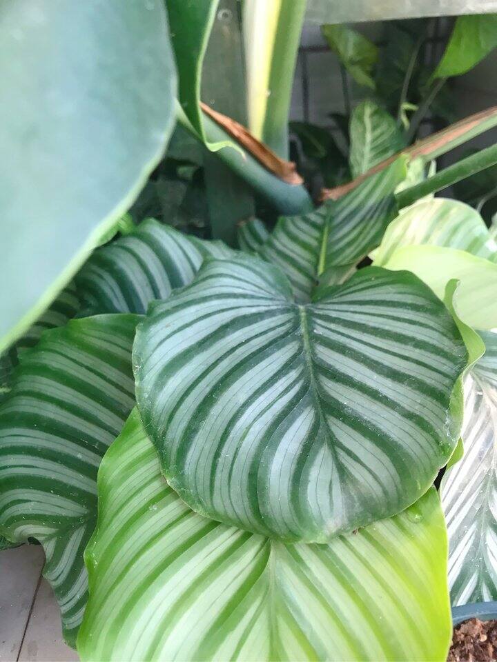 玫瑰花 盆栽：培育浪漫之花的终极指南