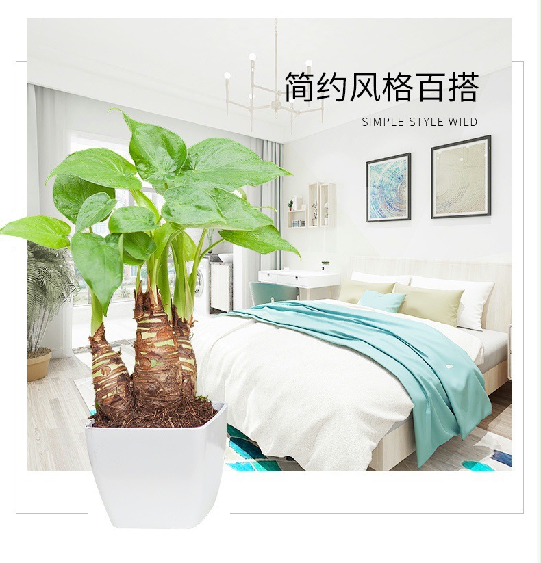 光棍树扦插季节：掌握最佳时间，提高成活率