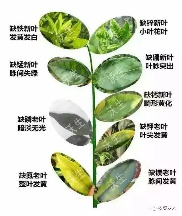 盆栽用什么肥料：打造绿色家园的秘诀