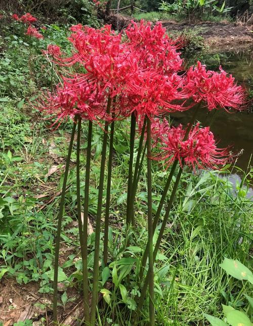 桂花树移植盆栽：技巧与注意事项