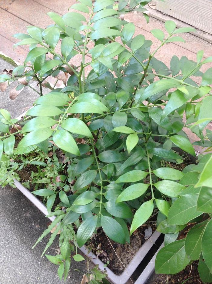 怎么种荔枝盆栽 - 植物养殖园丁指南