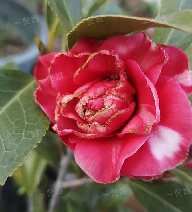 橙子种子变盆栽：种植技巧与养护指南