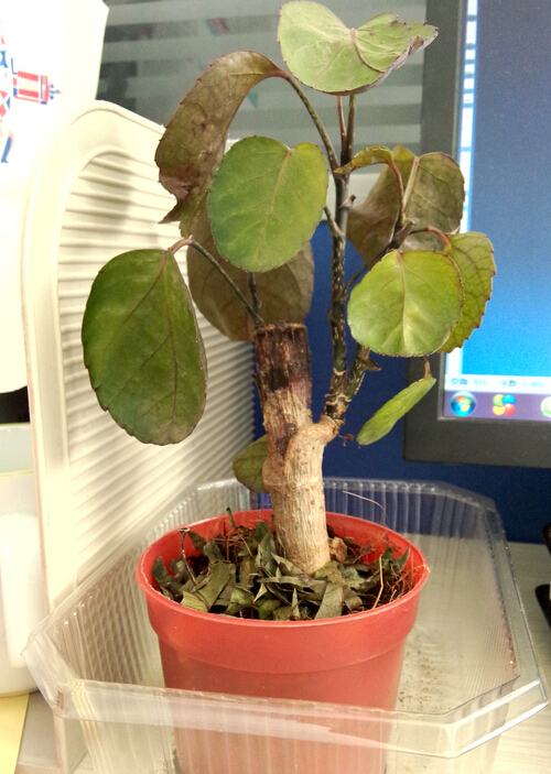 丁香花盆栽养殖方法
