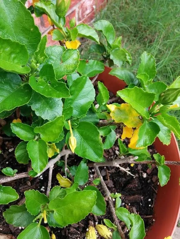 小型盆栽植物：点亮家居温馨的绿色精灵