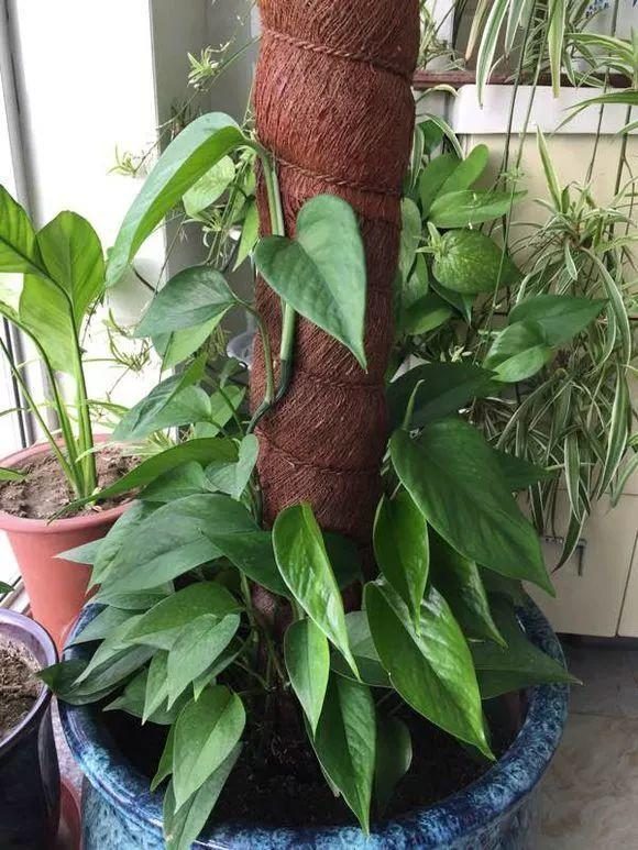 盆栽月季花的养殖方法