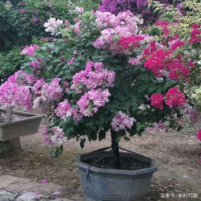 盆栽花卉养殖：打造绿色生活空间的秘诀