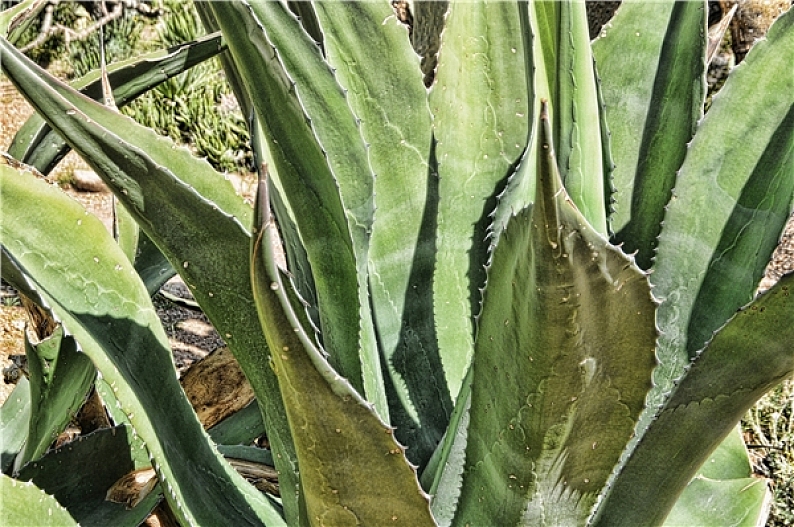 室内盆栽的施肥：让绿植茁壮成长的秘密