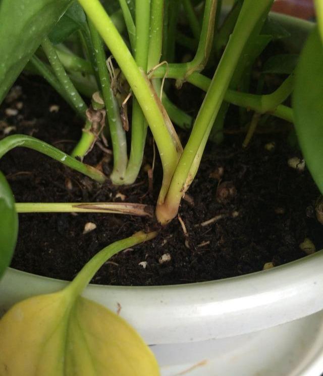 温室大棚种植盆栽：开启绿色生活新篇章