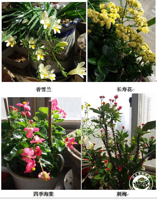 在家盆栽桂圆：打造私家果园的简易指南