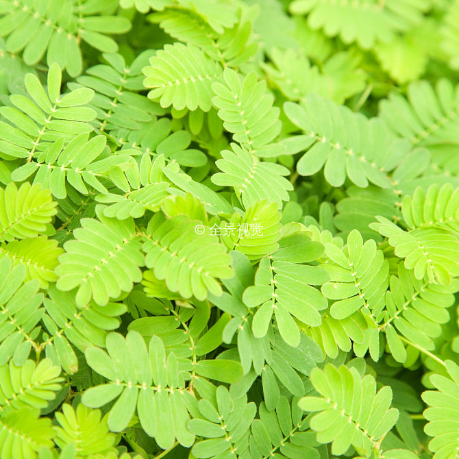 盆栽发财了怎么养：让你的绿植蓬勃生长的秘诀