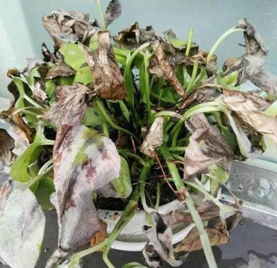 桃花盆栽：养护指南与技巧