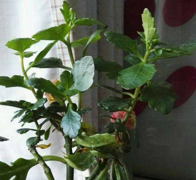 ### 兰花怎样上盆栽 —— 植物养殖园丁专业指南